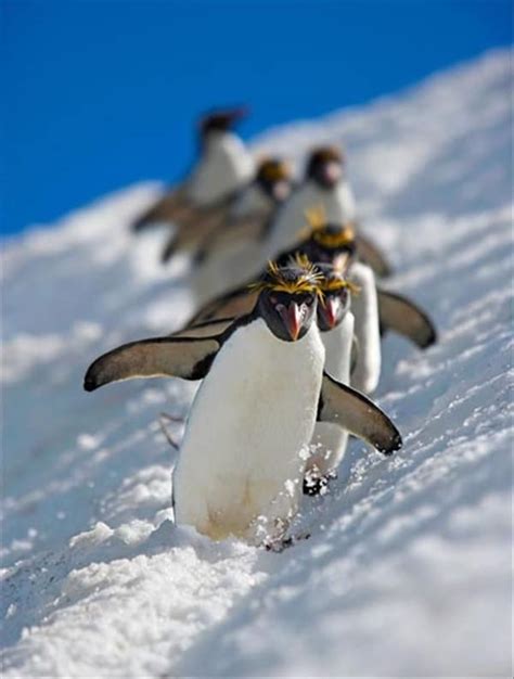 60 Beautiful Pictures of Animal in the Snow