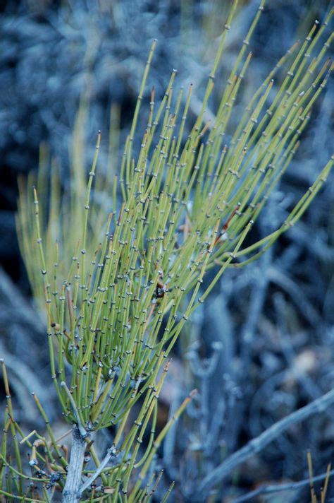 Mormon tea - Ephedra. This plant is a stimulant and is great for a ...