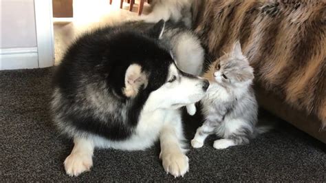 Life With Malamutes And A KITTEN!! Viewer Discretion Advised! (Battle ...