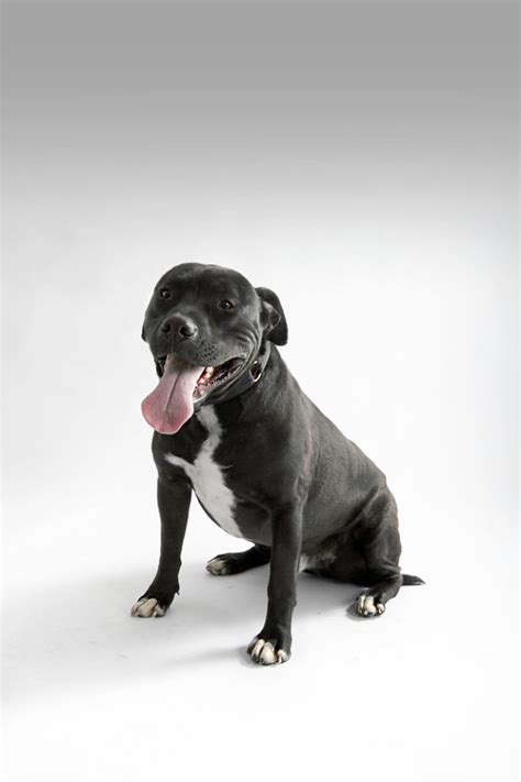 Los Angeles Animal Rescue: 9 LA Dogs In Need Of Homes Today | HuffPost