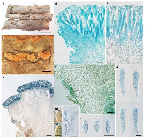 Biology | Free Full-Text | Additions to the Knowledge of the Genus ...