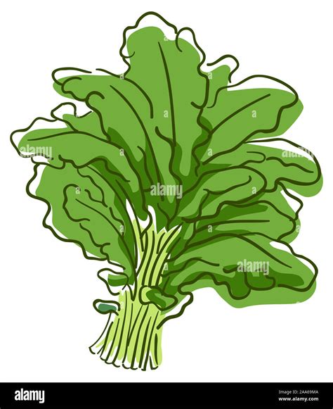 Illustration of a Bunch of Kale, a Superfood Vegetable Stock Photo - Alamy