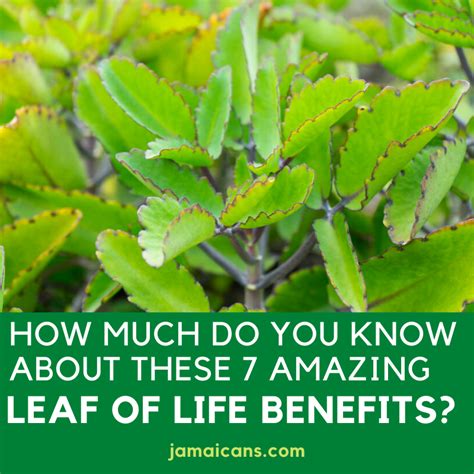 How Much do you Know About These 7 Amazing Leaf of Life Benefits ...