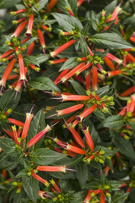 Vermillionaire® - Large Firecracker Plant - Cuphea hybrid | Firecracker ...