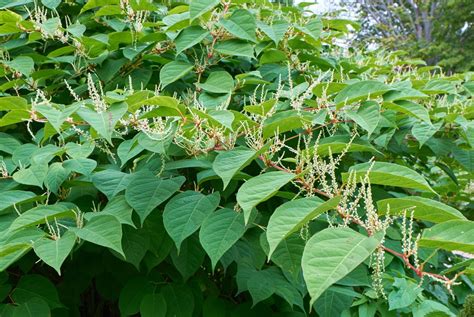 Japanese Knotweed & Other Invasive Plants In Your Garden