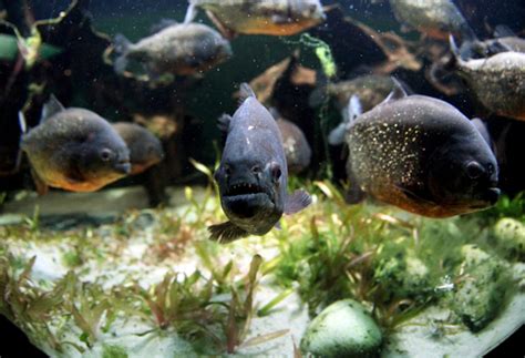 Sixty injured in piranha attack on Christmas Day | The Independent ...