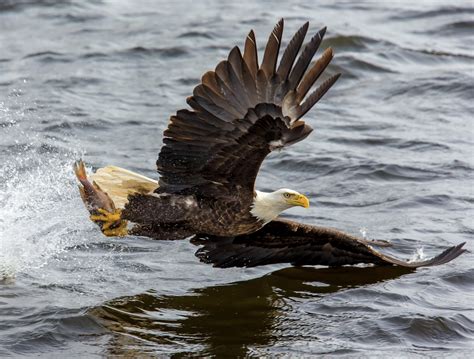 Bald Eagle Diet Facts For Kids Information