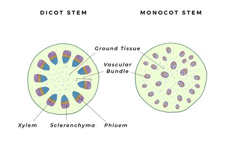 Structure Of Dicot And Monocot Stem