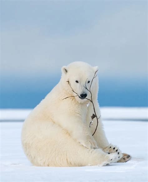 A polar bear cub (Ursus maritimus) sits on a snowy beach with a stick ...