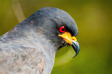 Everglades Rare And Endangered Species | Fort Lauderdale Airboat Rides