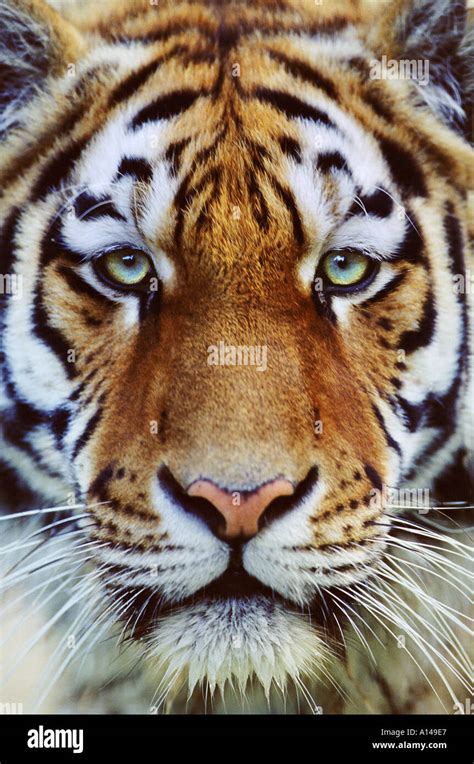 Tiger face close up Stock Photo - Alamy