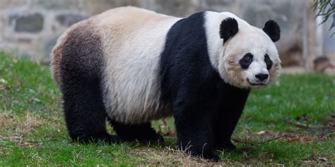 Baby Panda Seen ‘Kicking and Swimming' on Mom Mei Xiang's Ultrasound ...