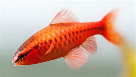 20+ Different Types of Barb Fish (With Pictures) - You Should Know About