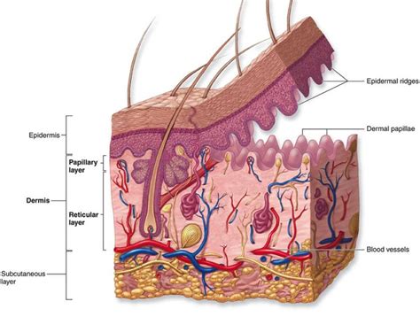 The uppermost region of the dermis consists of finger-like extensions ...