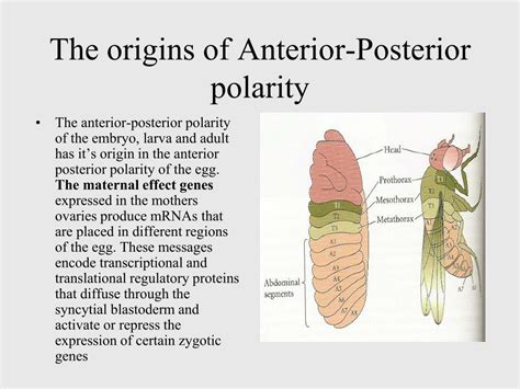 PPT - Drosophila anterior-posterior axis formation during early ...