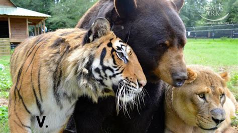 Tiger, Bear and Lion Live Together As Friends - Best of "The BLT" Trio ...