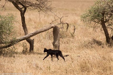 Canadian museum studies rare all-black bobcat | Natural World | Earth ...