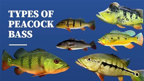 TYPES OF PEACOCK BASS - YouTube