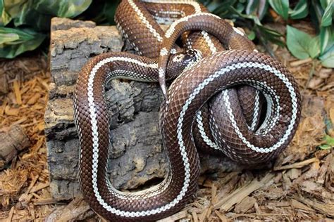 Top 15 King Snake Morphs (With Pictures) - ReptileHow.com