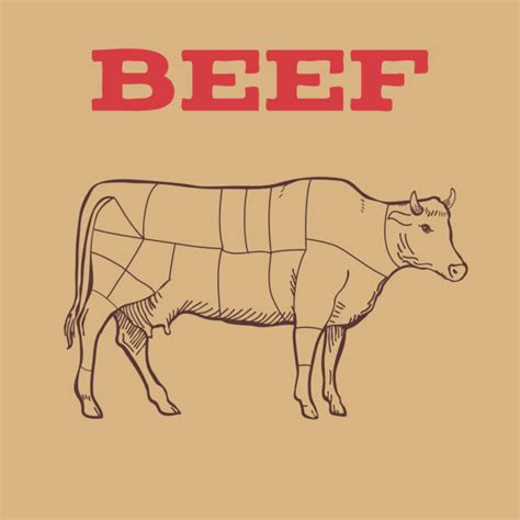 50+ Beef Cuts Chart Poster Stock Illustrations, Royalty-Free Vector ...