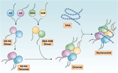 Histone structure and nucleosome assembly. A nucleosome contains an ...