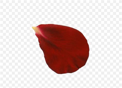 Rose Petal Flower Red Clip Art, PNG, 590x590px, Rose, Flower, Leaf ...