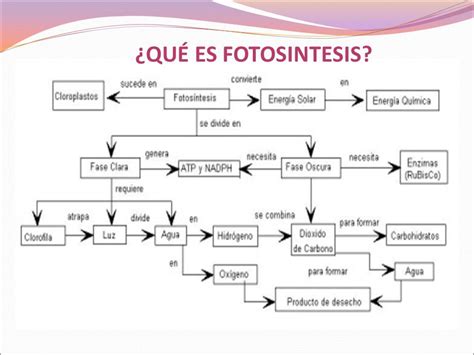 Mapa Conceptual Sobre La Fotosintesis