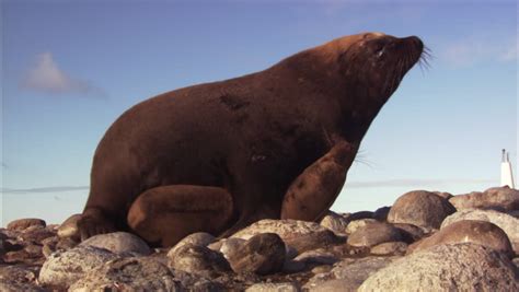 australian sea lions mating on shore Stock Footage Video (100% Royalty ...