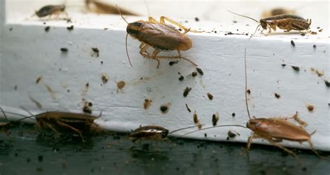 How to Get Rid of German Roaches in South Florida - Gregory's Pest Control