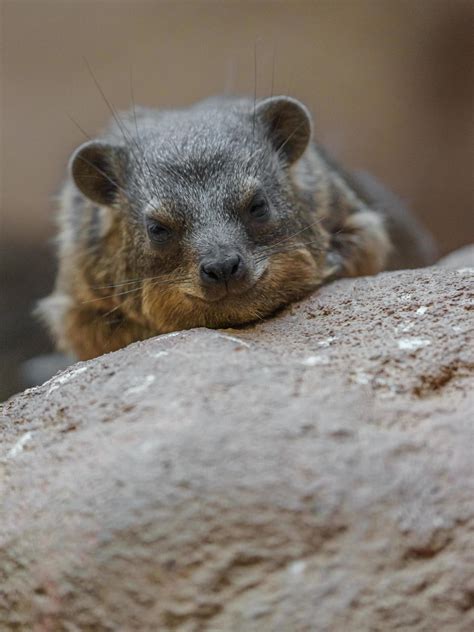 Portrait of Rock hyrax 7114666 Stock Photo at Vecteezy