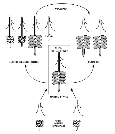 Hybrid plants are more vigorous and higher yielding than their parents ...