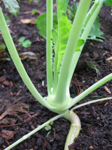 How to Grow Kohlrabi — Food Garden Life: Edible Garden, Vegetable ...