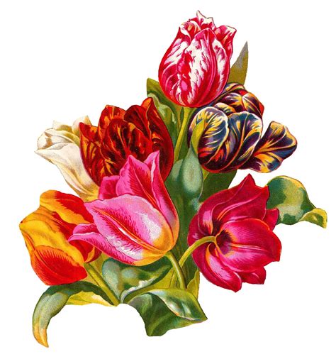 Antique Images: Botanical Artwork Tulip Flower Digital Illustration ...