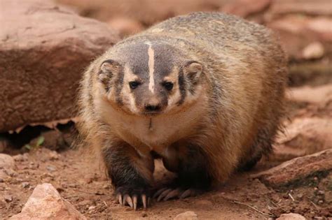 About American Badger - Behavior, Diet, Characteristics, & Facts