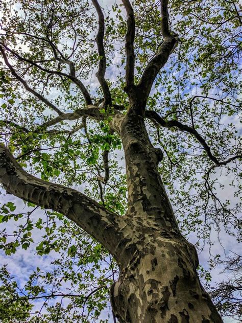 Facts About The Sycamore Tree - Tips For Growing Sycamore Trees