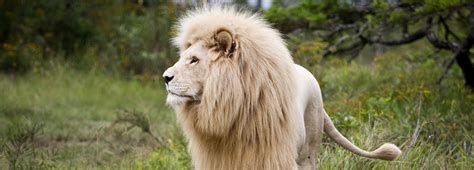 The Lion King and other lion myths | BBC Earth