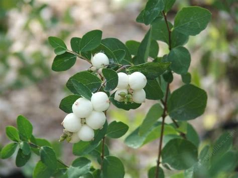 Symphoricarpos albus var. laevigatus, Common Snowberry.