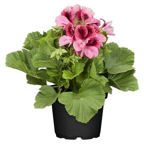 Piardino Englische Geranie (Pelargonium grandiflorum, Topfgröße: 13 cm ...