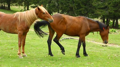 Horses at Meadow Stock Footage Video (100% Royalty-free) 477004 ...