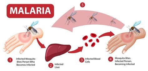 Malaria Vector Art, Icons, and Graphics for Free Download