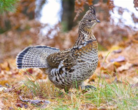 Ruffed grouse - song / call / voice / sound.