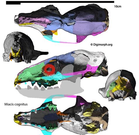 Miacis and Hyopsodus