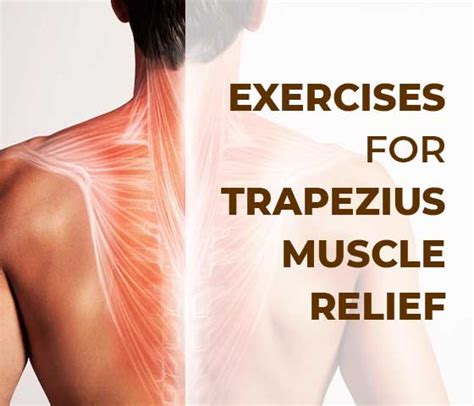 Exercises for Trapezius Muscle Relief