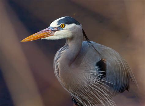 Great Blue Heron — Eastside Audubon Society