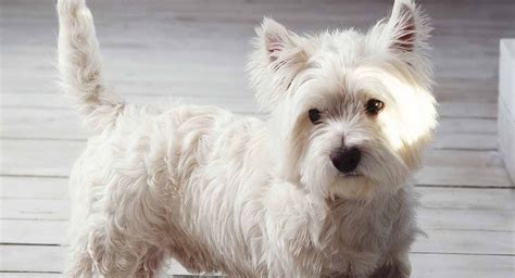 Westie Dog Breed Information Centre For The West Highland White Terrier ...