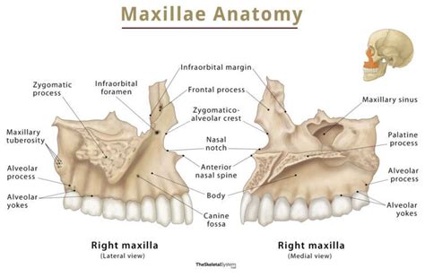 Maxilla – Location, Functions, Anatomy, & Diagram