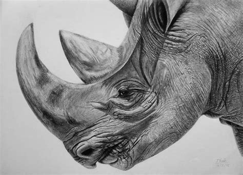 Rhinoceros - A Peaceful Giant Drawing by Vishvesh Tadsare