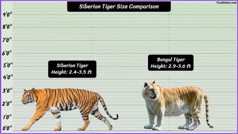 Siberian Tiger Size: How Big Are They Compared To Others?