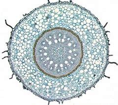 Cross Section Of Monocot Root