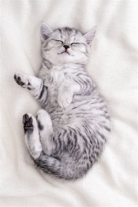 Cute Funny Striped Scottish Fold Kitten Sleeping Lying on Back White ...